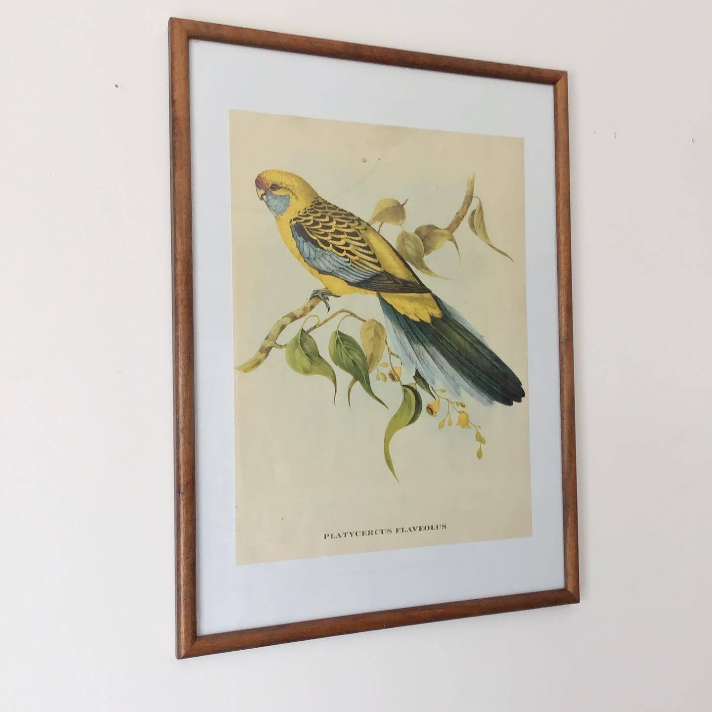 Vintage parakeet lithograph frame