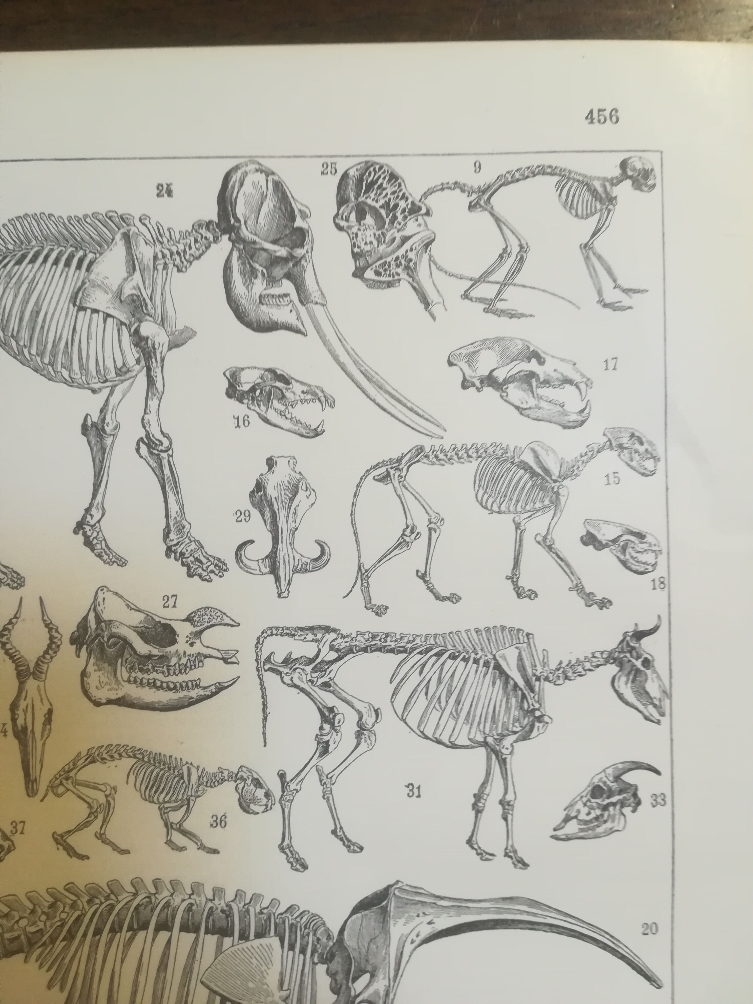 Lithographie sur les squelettes de 1928