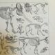 Lithographie sur les squelettes de 1928