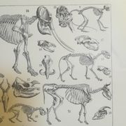 Lithographie sur les squelettes de 1928