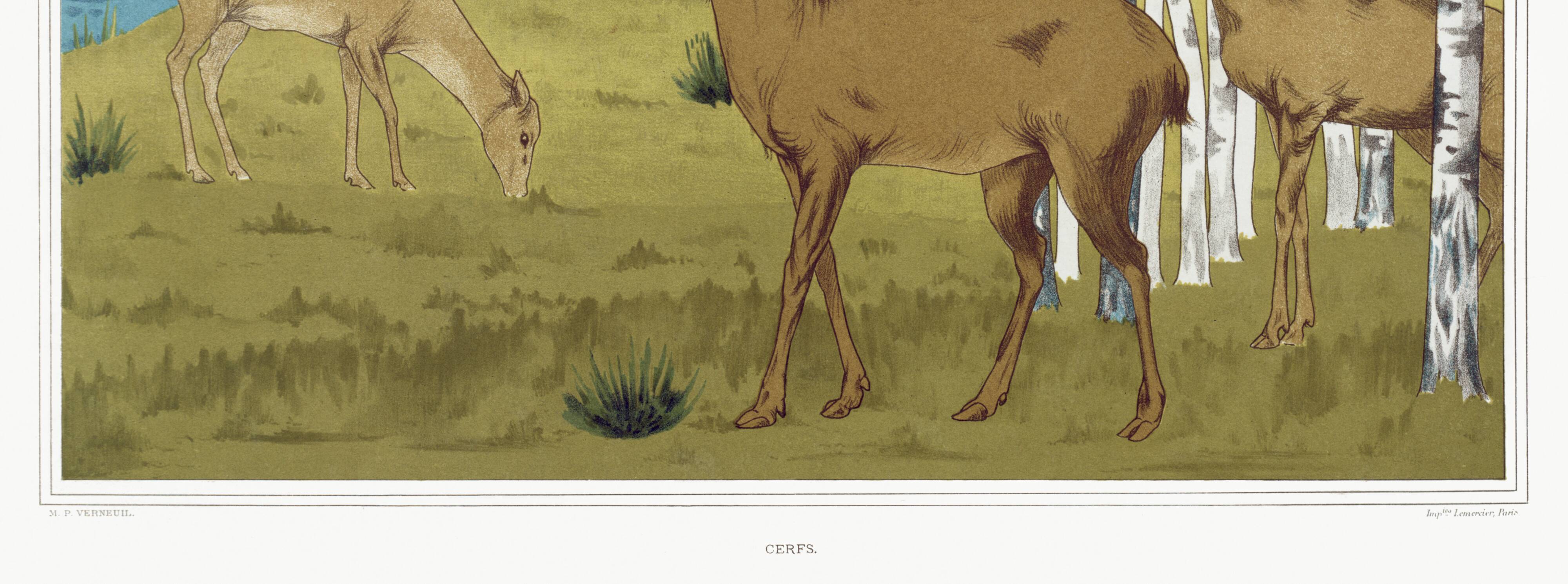 Poster “Deer”, after an Art Nouveau lithograph from 1897