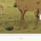 Poster “Deer”, after an Art Nouveau lithograph from 1897