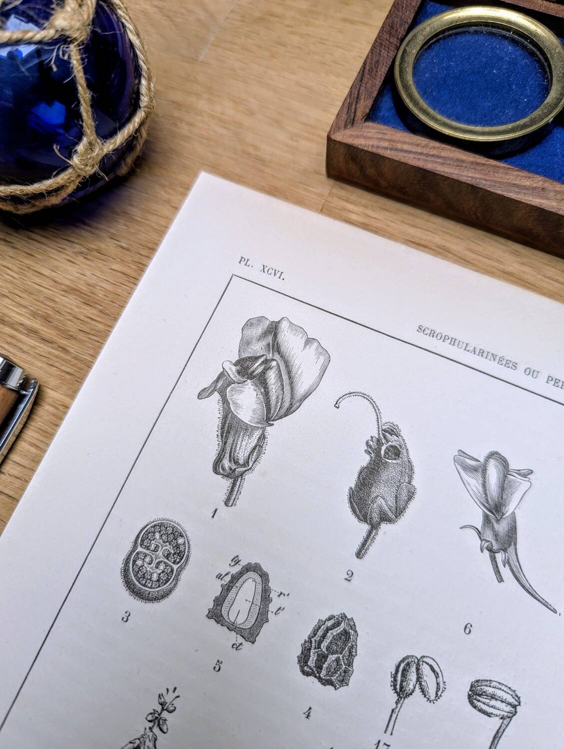 Imprimée en 1889, les scrophularinées. Planche botanique ancienne.