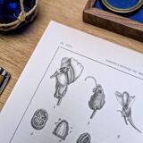 Imprimée en 1889, les scrophularinées. Planche botanique ancienne.