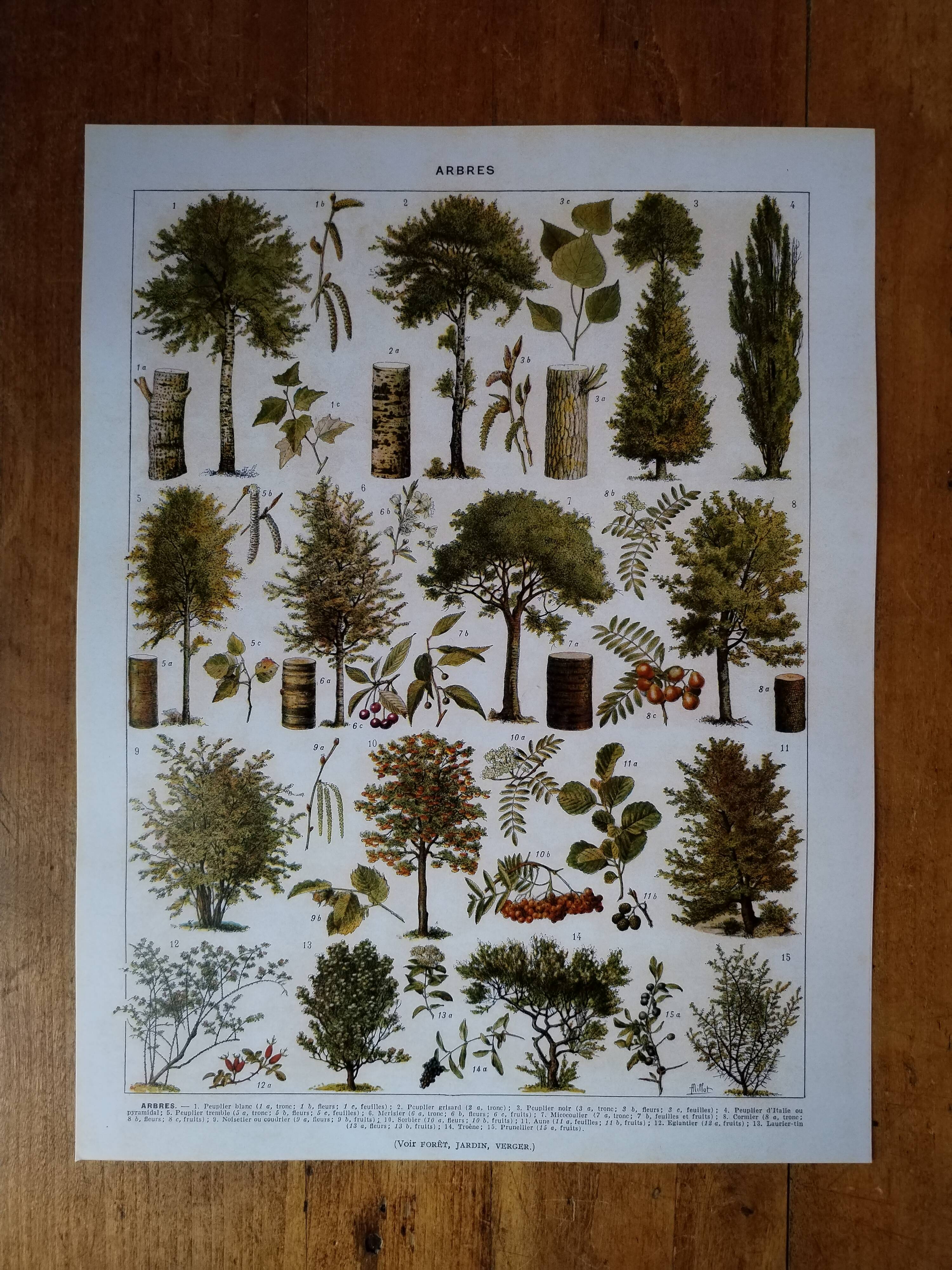 Original lithograph on trees