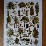 Original lithograph on trees