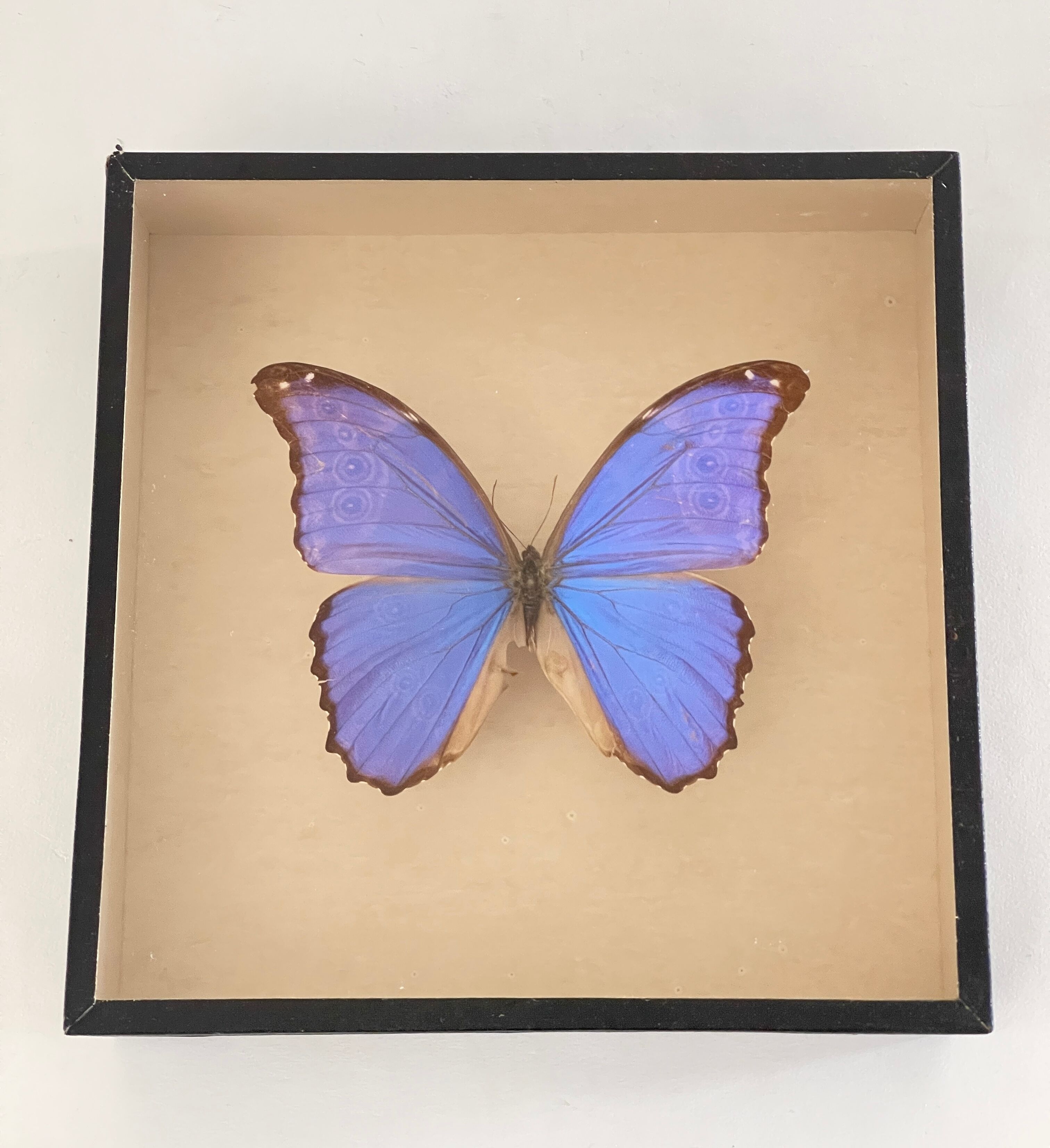 Papillon naturalisé boîte d’entomologie