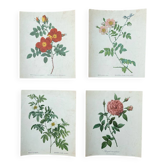 Set of 4 old Redouté rose engravings