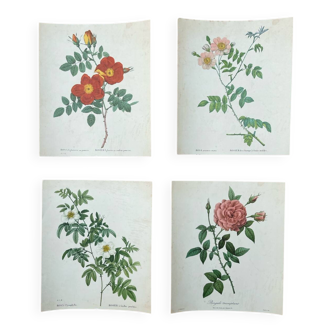 Set of 4 old Redouté rose engravings