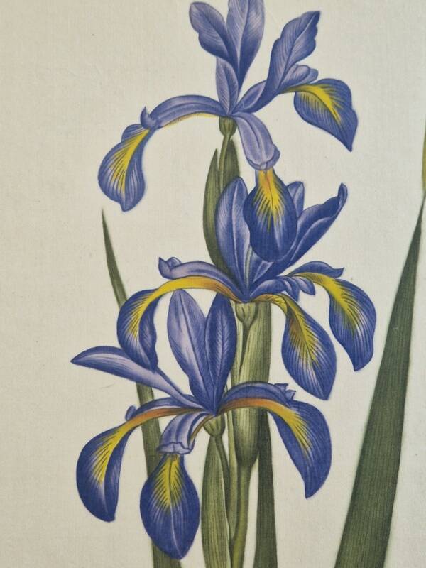 La Roche Laffitte (Born in 1943) - Watercolour drawing on silk - Iris
