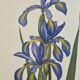 La Roche Laffitte (Born in 1943) - Watercolour drawing on silk - Iris