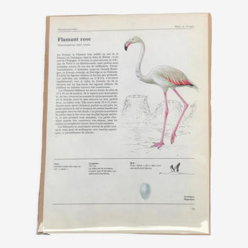 Illustration Flamant rose années 70