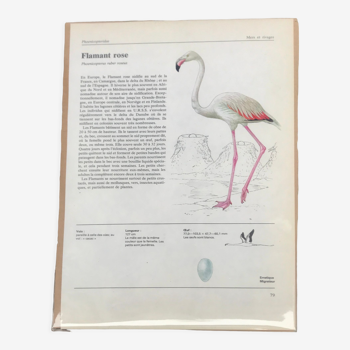Illustration Flamingo 70s