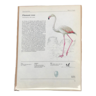 Illustration Flamant rose années 70