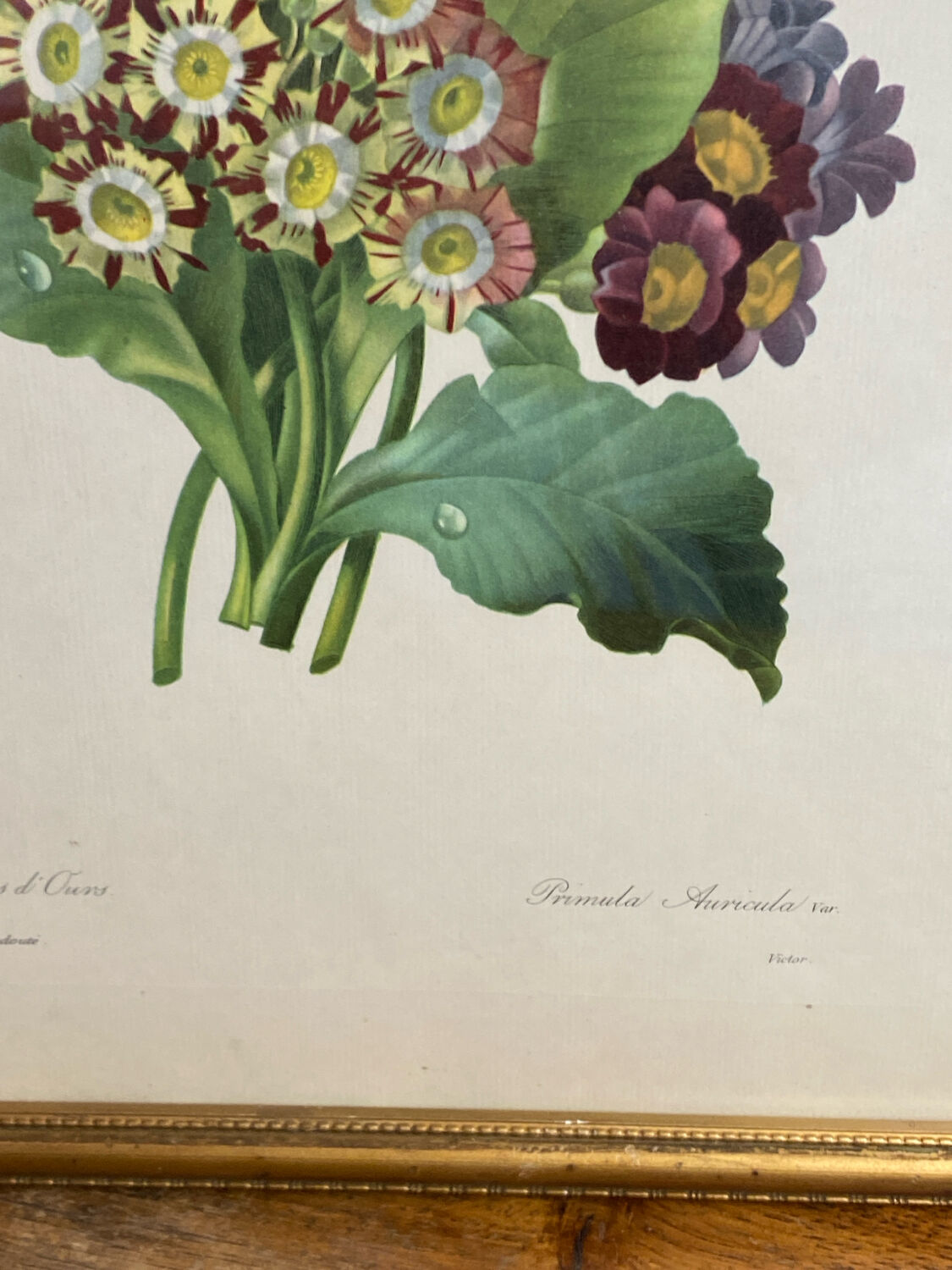 Botanical print, P-J Redouté, Bear's Ears