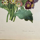 Botanical print, P-J Redouté, Bear's Ears