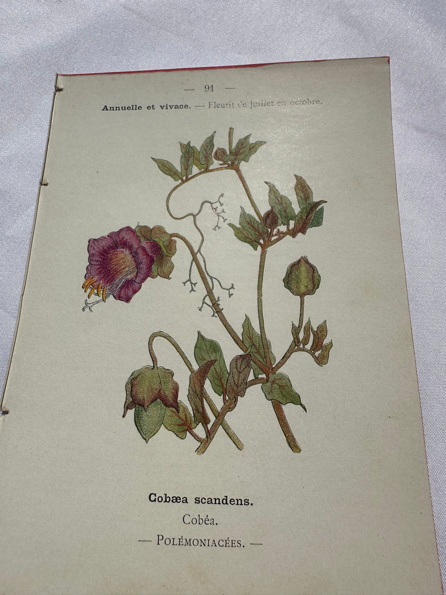 🌿 Botanical Plate Old Naturalist Engraving 19th Century Double-Sided A