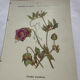 🌿 Botanical Plate Old Naturalist Engraving 19th Century Double-Sided A