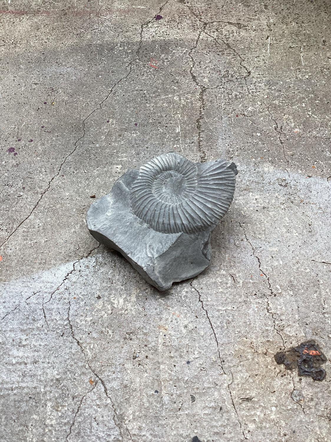 Gray ammonite fossil