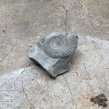 Fossile ammonite gris