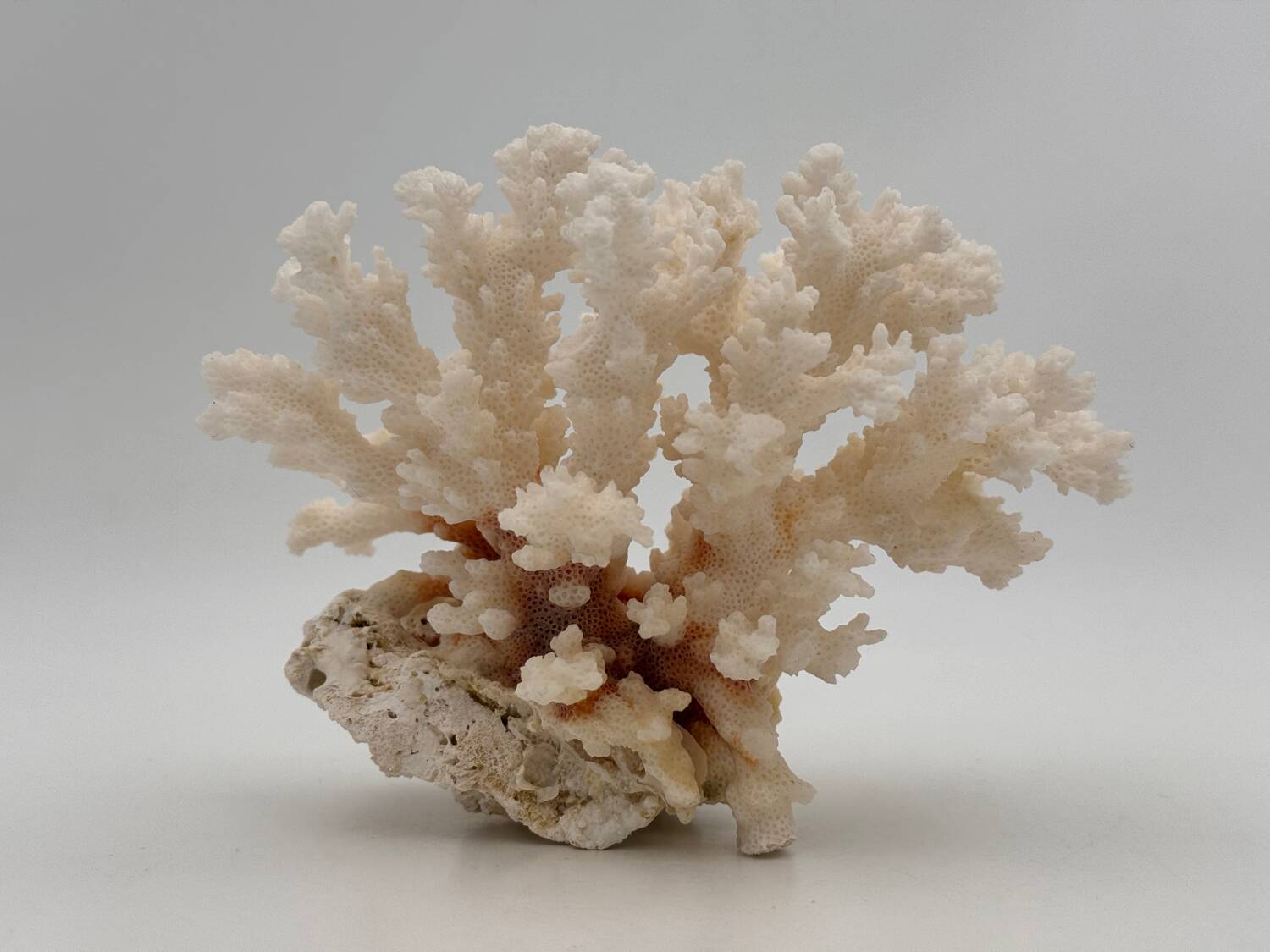 Old white natural coral - 1970s