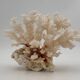 Old white natural coral - 1970s
