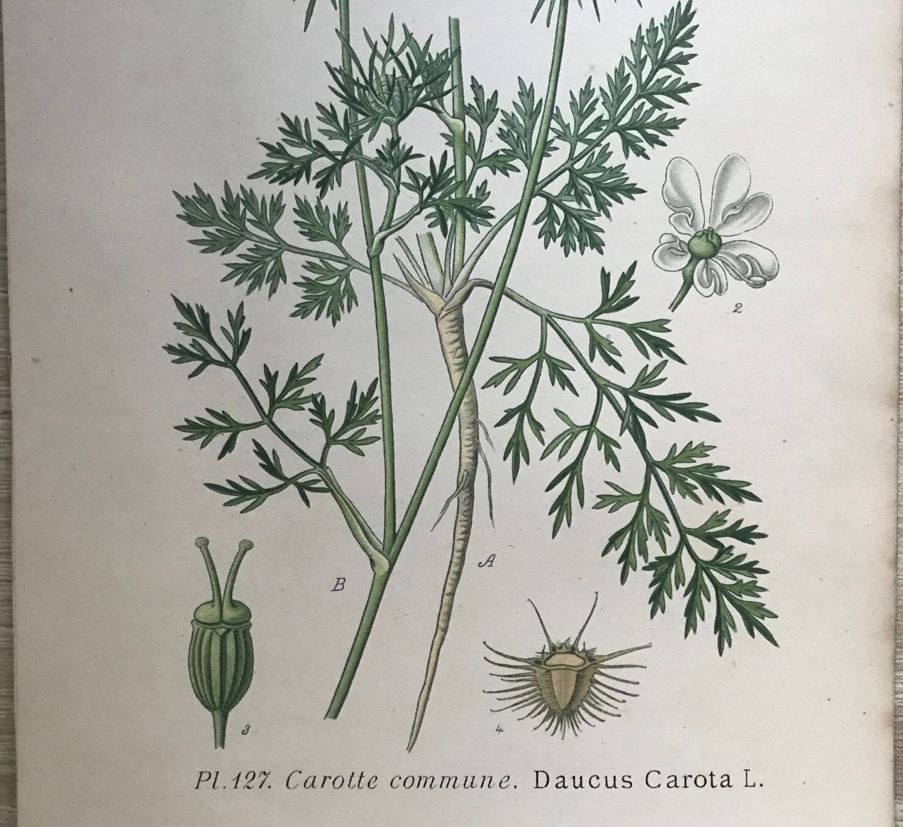 Ancient botanical boards