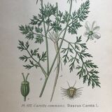 Ancient botanical boards