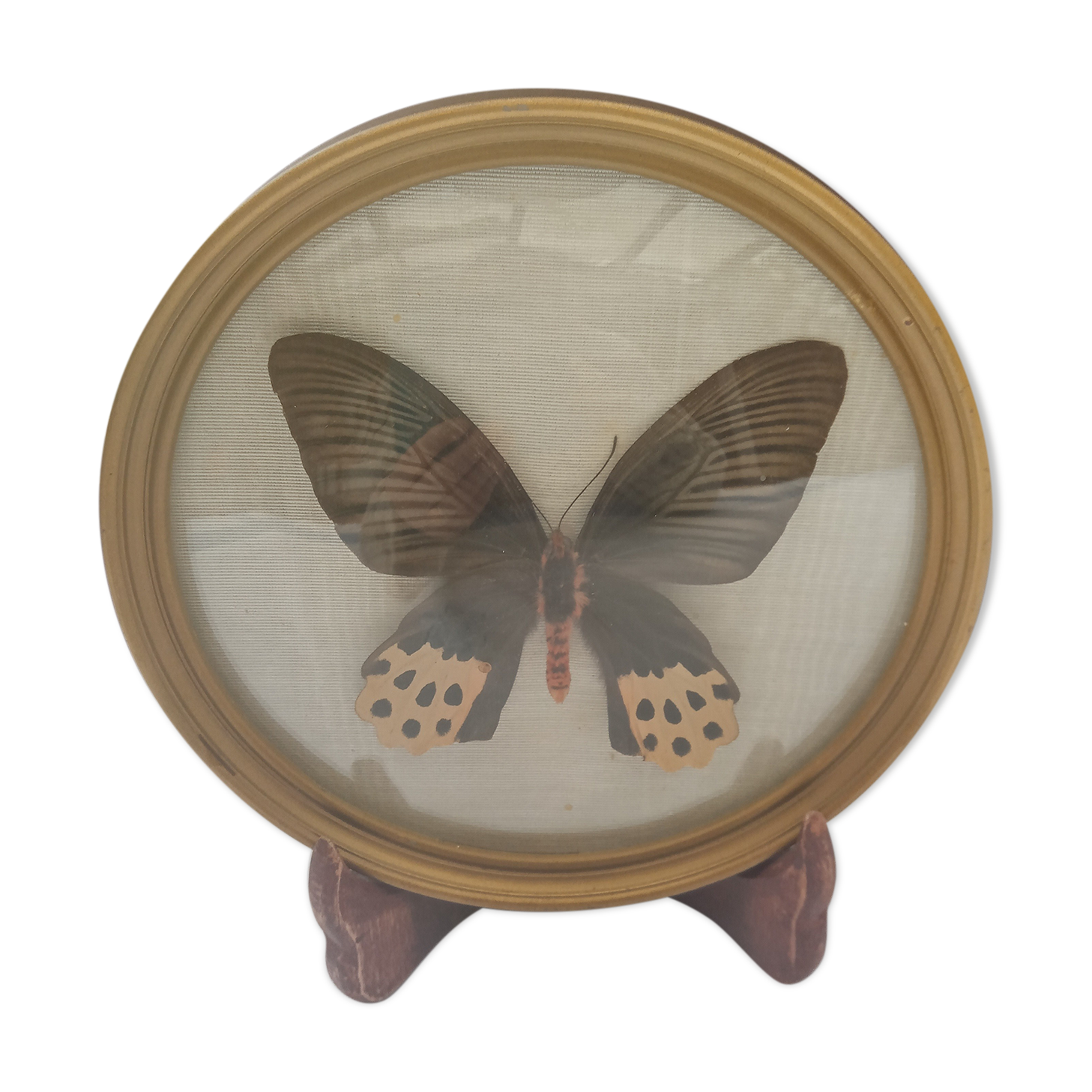 True butterfly frame