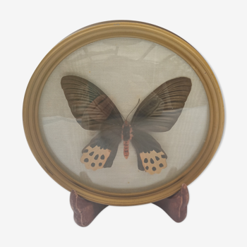 True butterfly frame