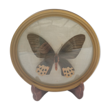 True butterfly frame