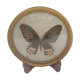 True butterfly frame