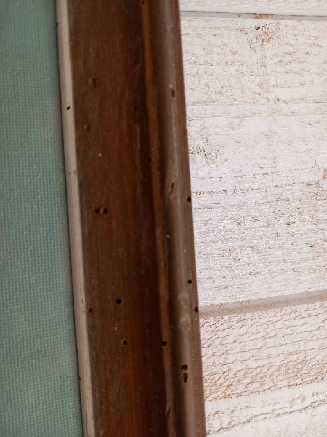 Old painting dog portrait