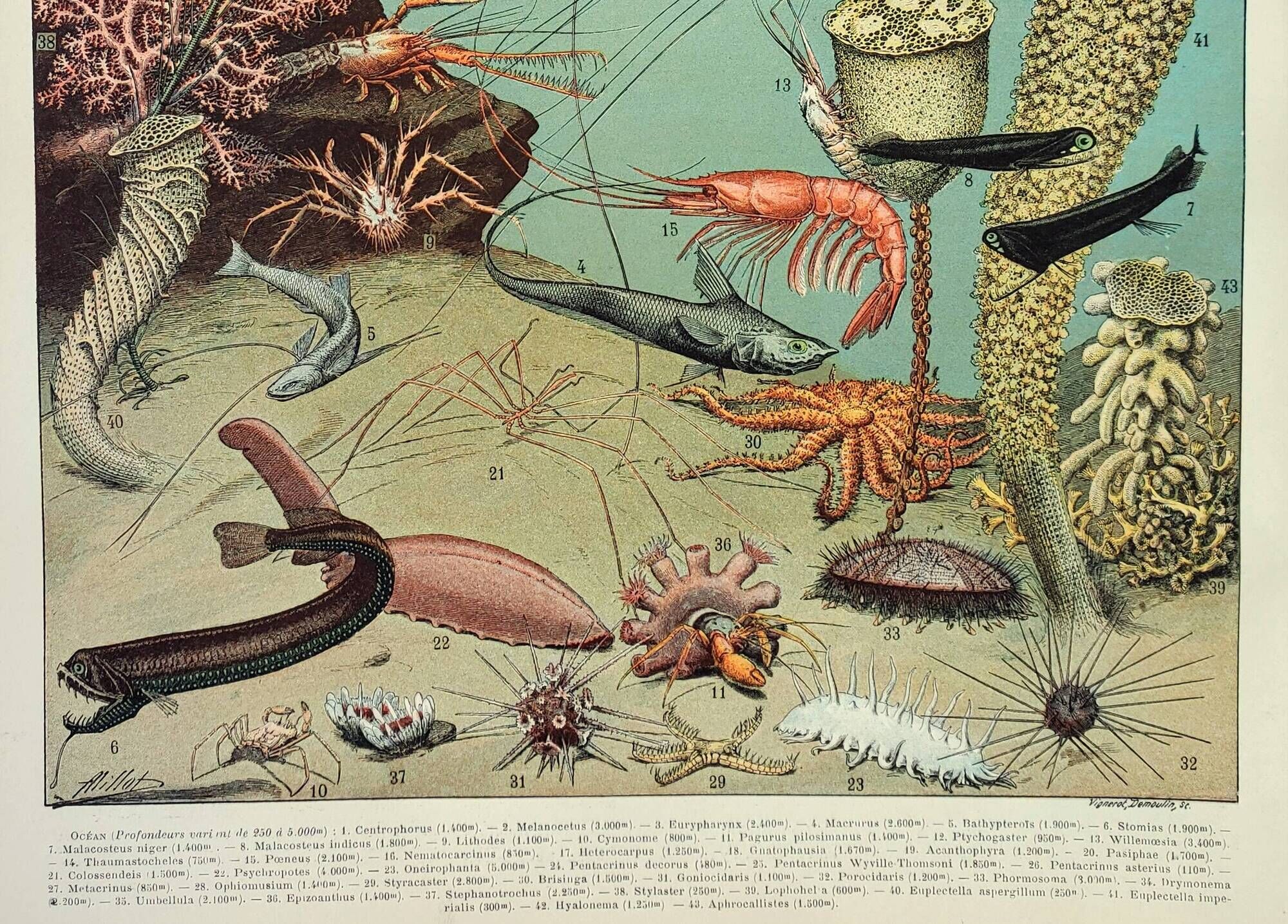 Old engraving 1898, Ocean (deep and abyss), fauna • Original and vintage lithograph