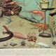 Old engraving 1898, Ocean (deep and abyss), fauna • Original and vintage lithograph