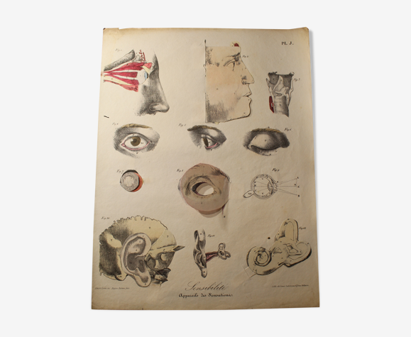 Planche médicale anatomie "appareils des sensations"