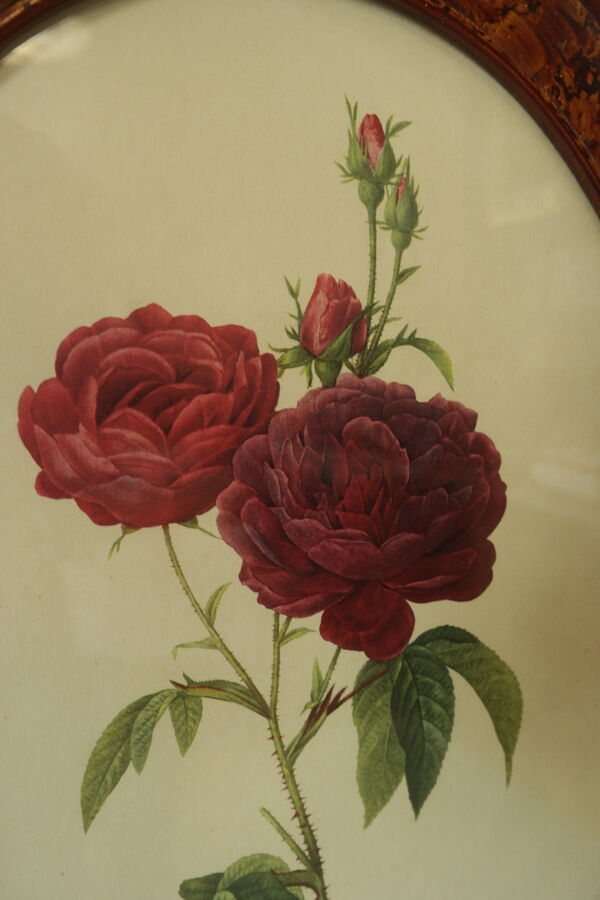 Planche botanique encadrée Rosier vintage