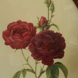Framed botanical board Vintage rose