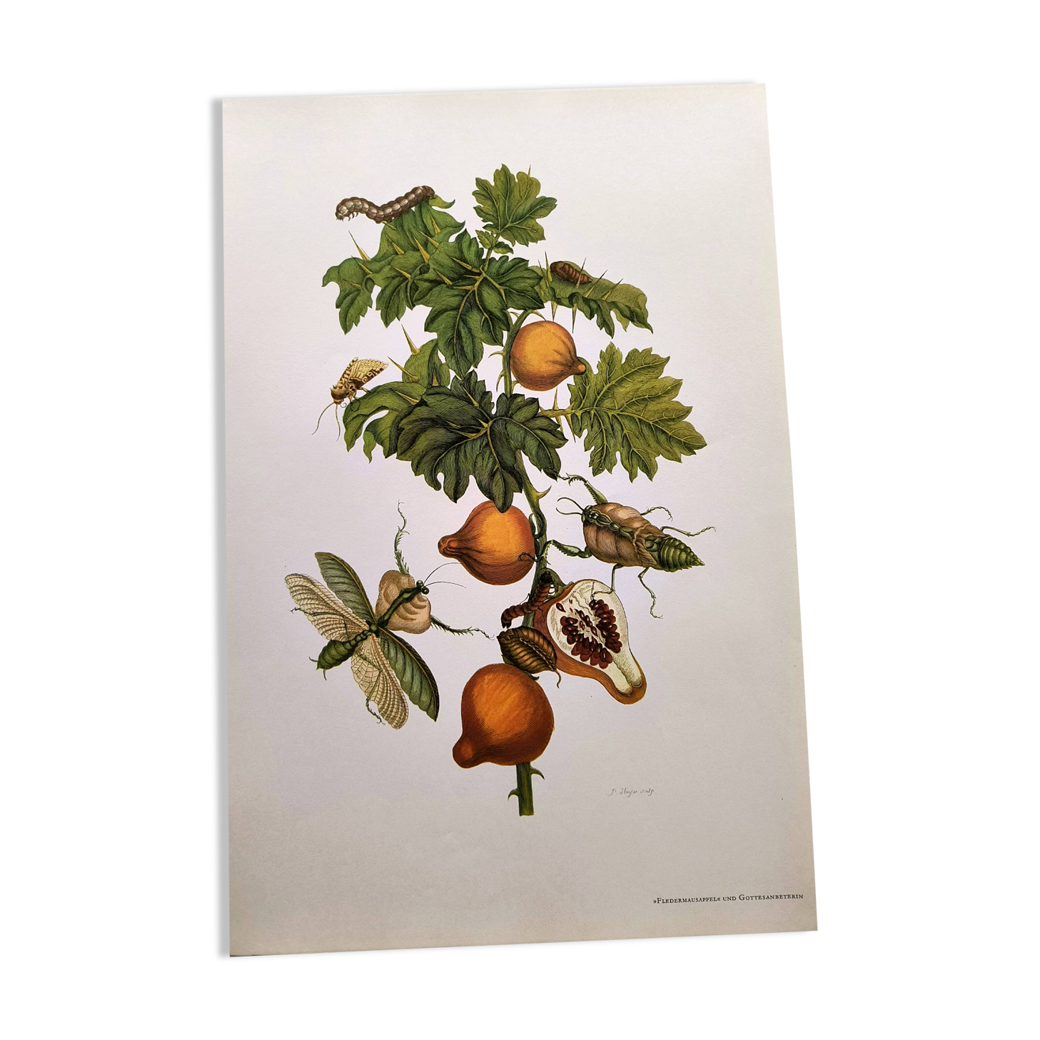 Vintage illustration - Pomegranate and insects - by Merian