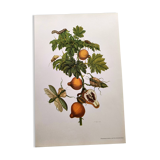 Vintage illustration - Pomegranate and insects - by Merian