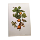 Illustration vintage -  Grenadier et insectes - par Merian. Planche
