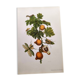 Illustration vintage -  Grenadier et insectes - par Merian. Planche