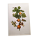 Illustration vintage -  Grenadier et insectes - par Merian. Planche