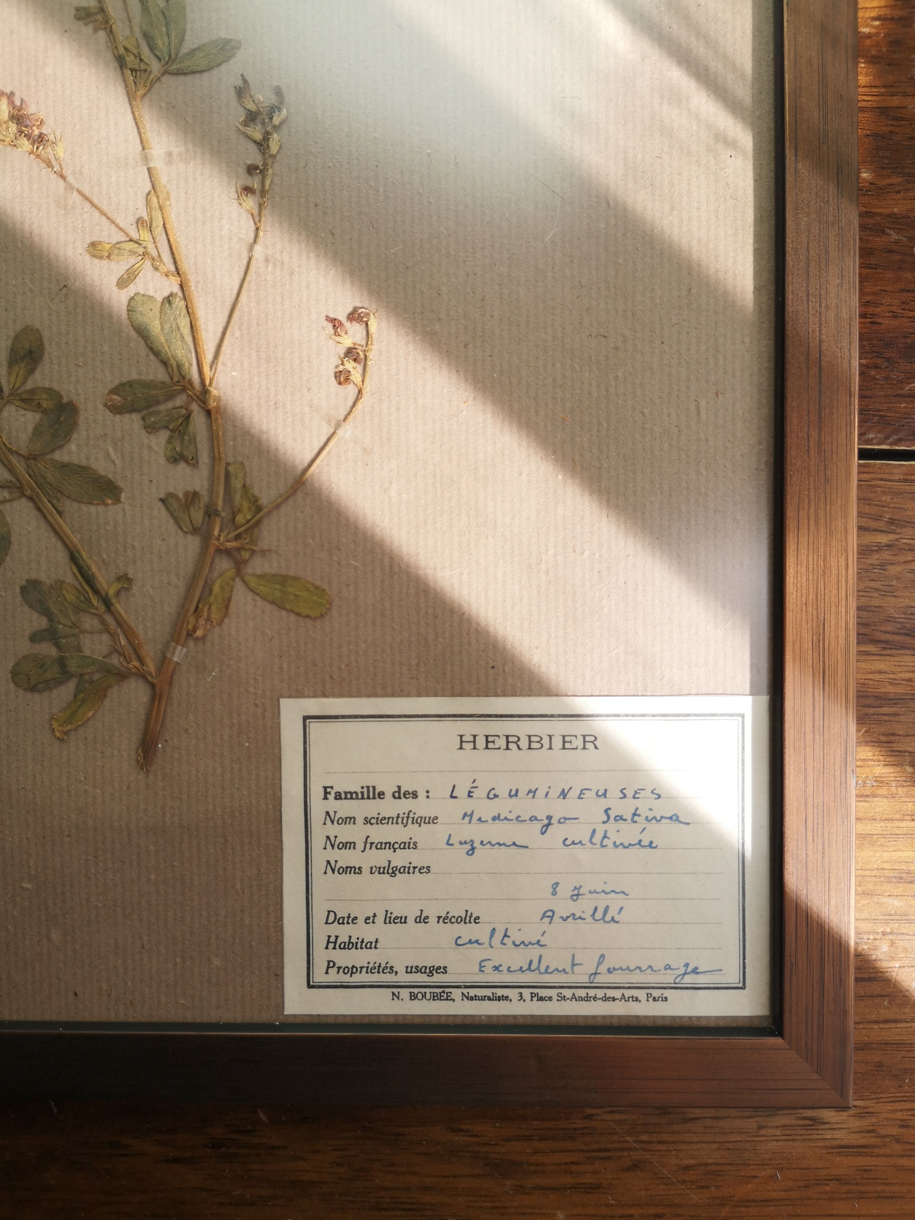 Framed vintage herbariums, decoration, copper frame