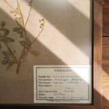 Framed vintage herbariums, decoration, copper frame