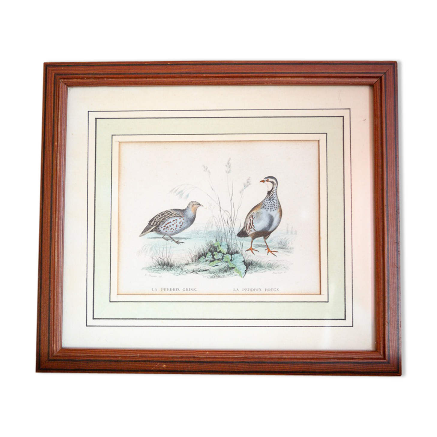 Ornithological board Edouard Traviès "La Perdrix Grise and La Perdrix Rouge