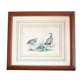Planche ornithologique Edouard Traviès "La Perdrix Grise et La Perdrix Rouge