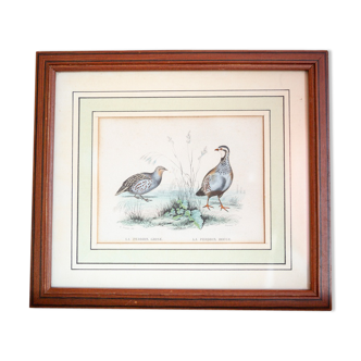 Ornithological board Edouard Traviès "La Perdrix Grise and La Perdrix Rouge