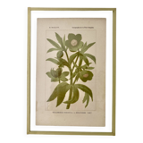 Botanical plate