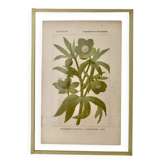 Botanical plate